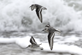 Sanderling