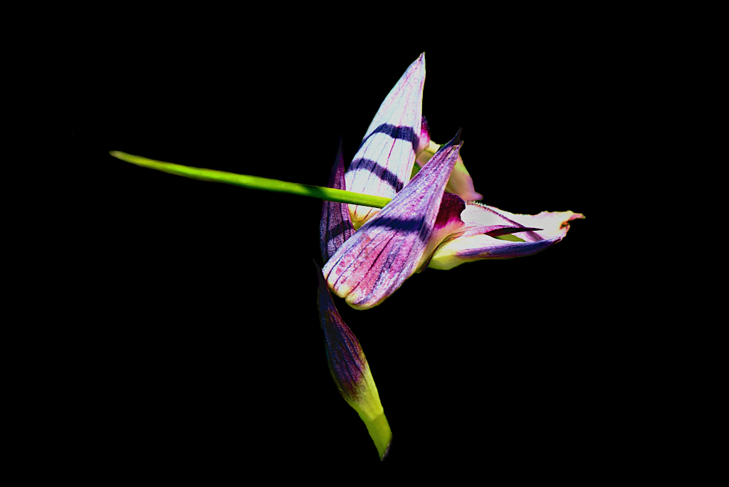 Sarapias Lingua